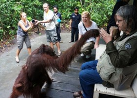 Įrašo "Gimusi tyrinėti oranžinius miško „žmones“ – orangutanus (3)" reprezentacinis paveikslėlis