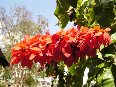 Juozapo Varševičiaus atrastoji laukinė puansetija (Warszewiczia coccinea) paskelbta nacionaline Trinidado ir Tobago gėle
