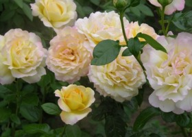 Įrašo "Rožių grožiui neįmanoma atsispirti, arba optimizuokime rožių auginimą" reprezentacinis paveikslėlis