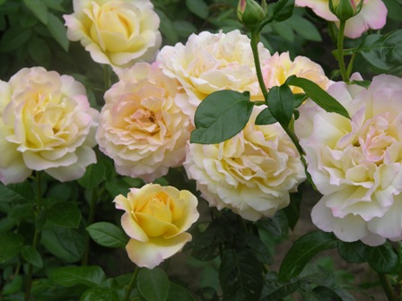 Tokios rožės išauginamos ne tik didžiausiuose Vokietijos, Didžiosios Britanijos, bet ir Lietuvos soduose