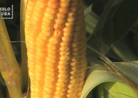 Įrašo "„Mokslo sriuba“: ar genetiškai modifikuotas maistas yra saugus?" reprezentacinis paveikslėlis