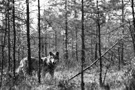 Lietuvos miškų pasididžiavimas ir sanitaras – pilkasis vilkas – labai svarbus darniam ekosistemų funkcionavimui