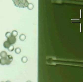 Paveikslėlyje: mikroskopinio dydžio griebtukas, pagamintas naudojant molibdeno disulfidą, sučiumpa plastikinius žmogaus ląstelės dydžio rutuliukus. Griebtukas užsiveria ir atsiveria reaguodamas į siunčiamus šviesos impulsus. 