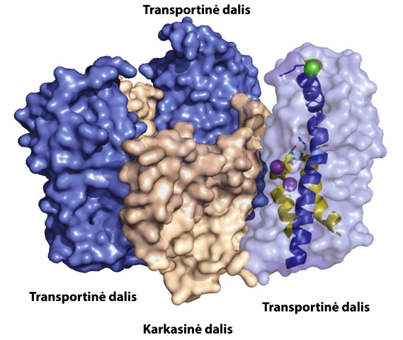 gliutamato transporteris gliutamato transporteris