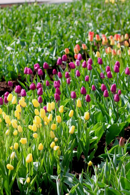 tulpes1 tulpes1