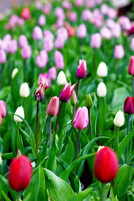 tulpes2