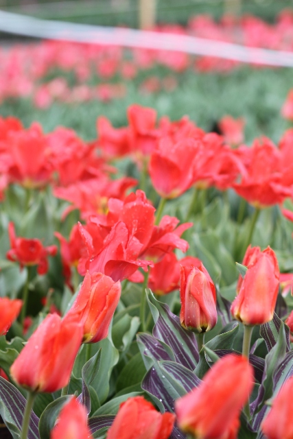 tulpes3