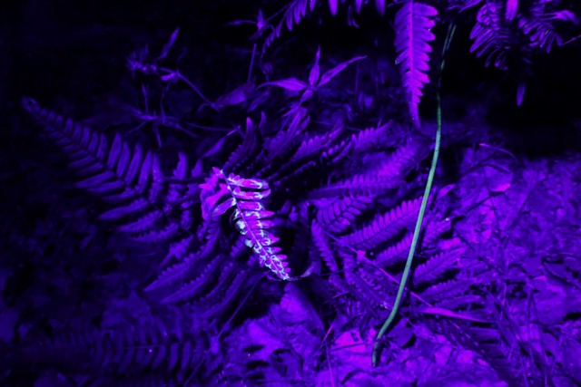 Astos Malakauskienės nuotr. Didžialapio šakio stiebas ir pažeista lapo apatinė pusė po UV