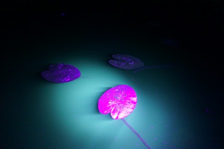 Astos Malakauskienės nuotr. Varnyno ežeras Molėtų r. 2