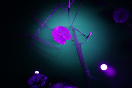 Astos Malakauskienės nuotr. Varnyno ežeras Molėtų r.