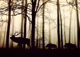 Įrašo "VDU prof. R. Daubaras: drastiškos permainos kenkia miškų ekosistemoms" reprezentacinis paveikslėlis
