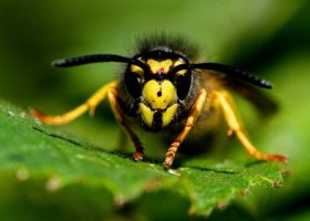 Įrašo "„Mokslo sriuba“: stulbinanti vabzdžių įvairovė" reprezentacinis paveikslėlis