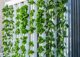 Įrašo "Mokslinės inovacijos klimato kaitai stabdyti: augalininkystė – be dirvožemio, biodujos – iš atliekų, blokų grandinės technologija" reprezentacinis paveikslėlis