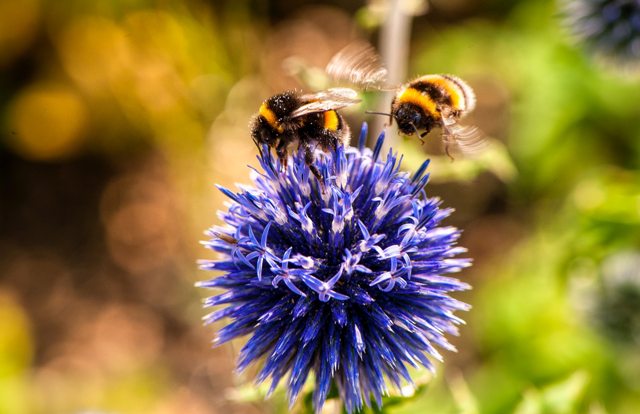 5 Bičių likimas VDU bitės ant žiedo 5 Bičių likimas VDU bitės ant žiedo