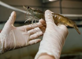 Įrašo "Krevetėms auginti mokslininkai bando panaudoti geoterminio vandens išteklius" reprezentacinis paveikslėlis