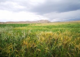 Įrašo "Exploring Grain Size Variation in Prehistoric Central Asian Barley" reprezentacinis paveikslėlis