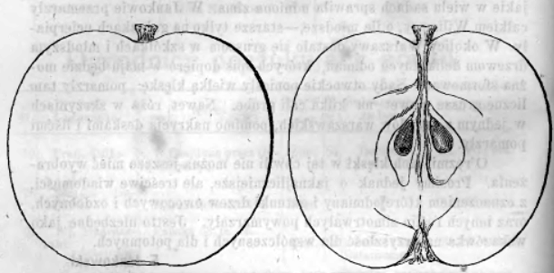 87 Montvilinio obuolio atvaizdas 1892