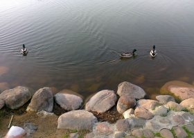 Įrašo "Chemijos ir geomokslų fakulteto mokslininkai reiškia susirūpinimą dėl laivybos Nerimi" reprezentacinis paveikslėlis Įrašo "Chemijos ir geomokslų fakulteto mokslininkai reiškia susirūpinimą dėl laivybos Nerimi" reprezentacinis paveikslėlis