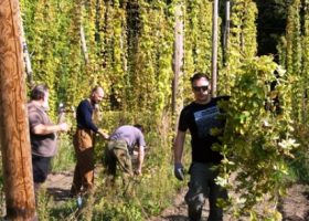 Įrašo "Įrodo praktiškai: apyniai Lietuvoje puikiai auga ir gali būti auginami alaus gamybai" reprezentacinis paveikslėlis
