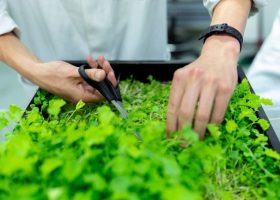 Įrašo "Vyšnių derlių padidins dirbtinio intelekto technologijos" reprezentacinis paveikslėlis Įrašo "Vyšnių derlių padidins dirbtinio intelekto technologijos" reprezentacinis paveikslėlis