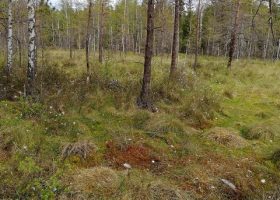 Įrašo "Ar išnaudotuose durpynuose vešės spanguolių sąžalynai?" reprezentacinis paveikslėlis