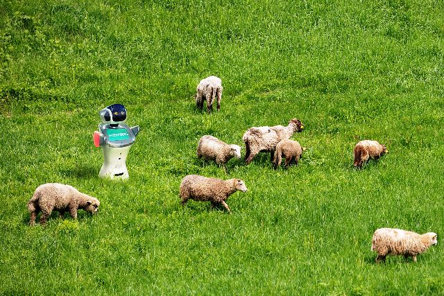 original Sheepbot Pievoje original Sheepbot Pievoje