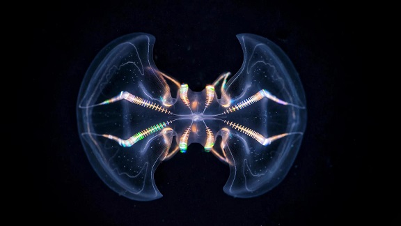 ctenophore mnemiopsis leidyi ctenophore mnemiopsis leidyi