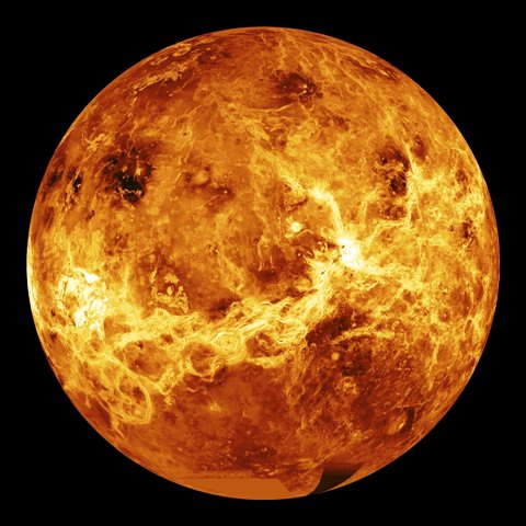 venera venera