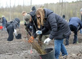 Įrašo "Nacionalinis miškasodis Prezidento V. Adamkaus 100-mečiui: visoje Lietuvoje pasodinta daugiau nei 155 tūkst. ąžuolų" reprezentacinis paveikslėlis Įrašo "Nacionalinis miškasodis Prezidento V. Adamkaus 100-mečiui: visoje Lietuvoje pasodinta daugiau nei 155 tūkst. ąžuolų" reprezentacinis paveikslėlis